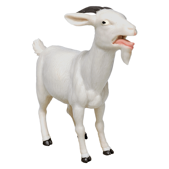 Goat
